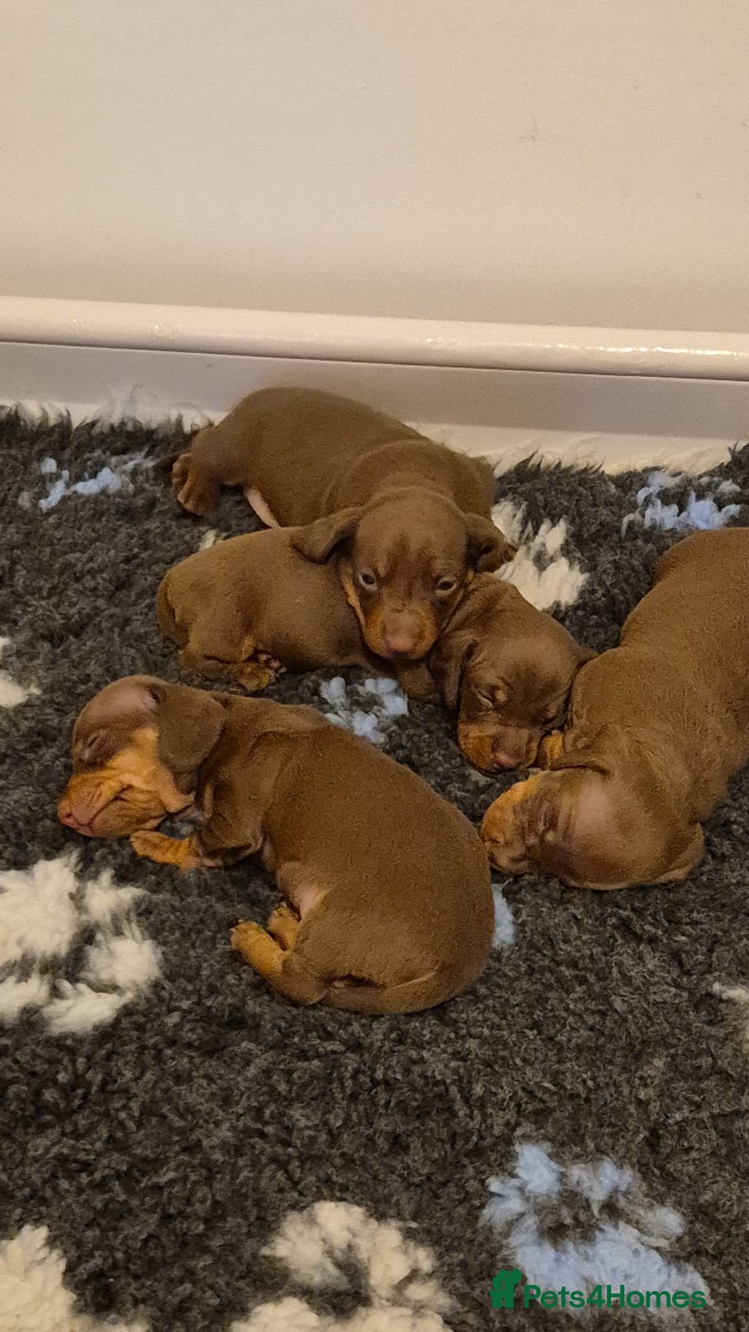 Miniature Dachshund dogs for sale: Outstanding miniature dachshund babies  - Image 6