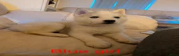 Siberian Husky dogs for sale: Beautifull Siberian Husky puppies - Advert 15