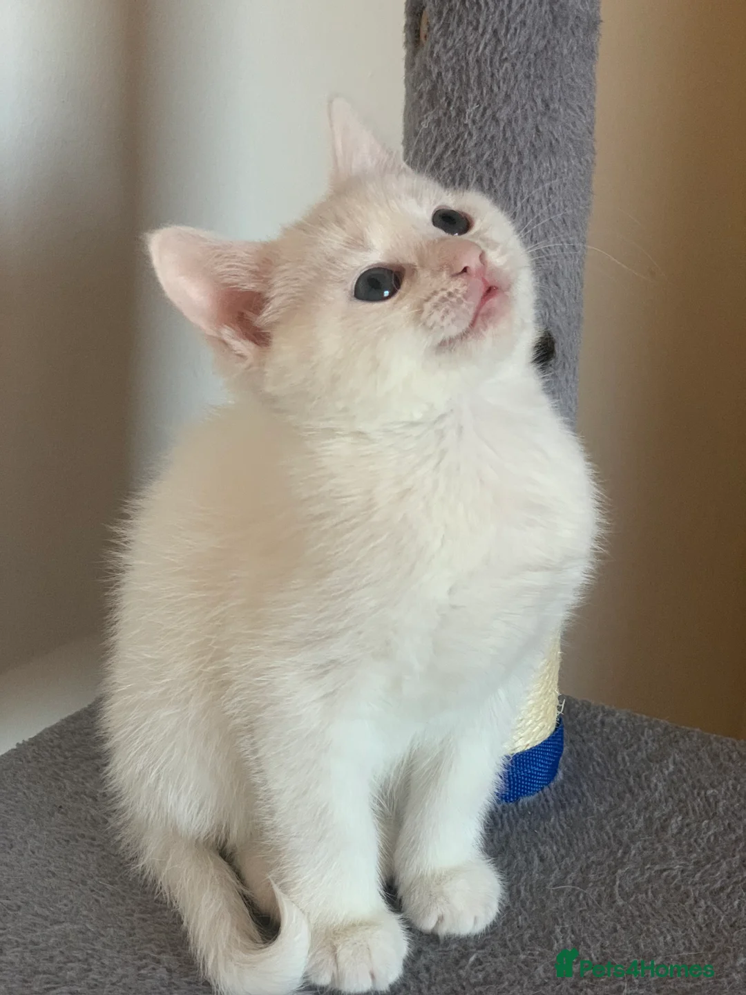 British Shorthair cats for sale: Ragdoll/BSH and Domestic mixed kittens - Advert 3