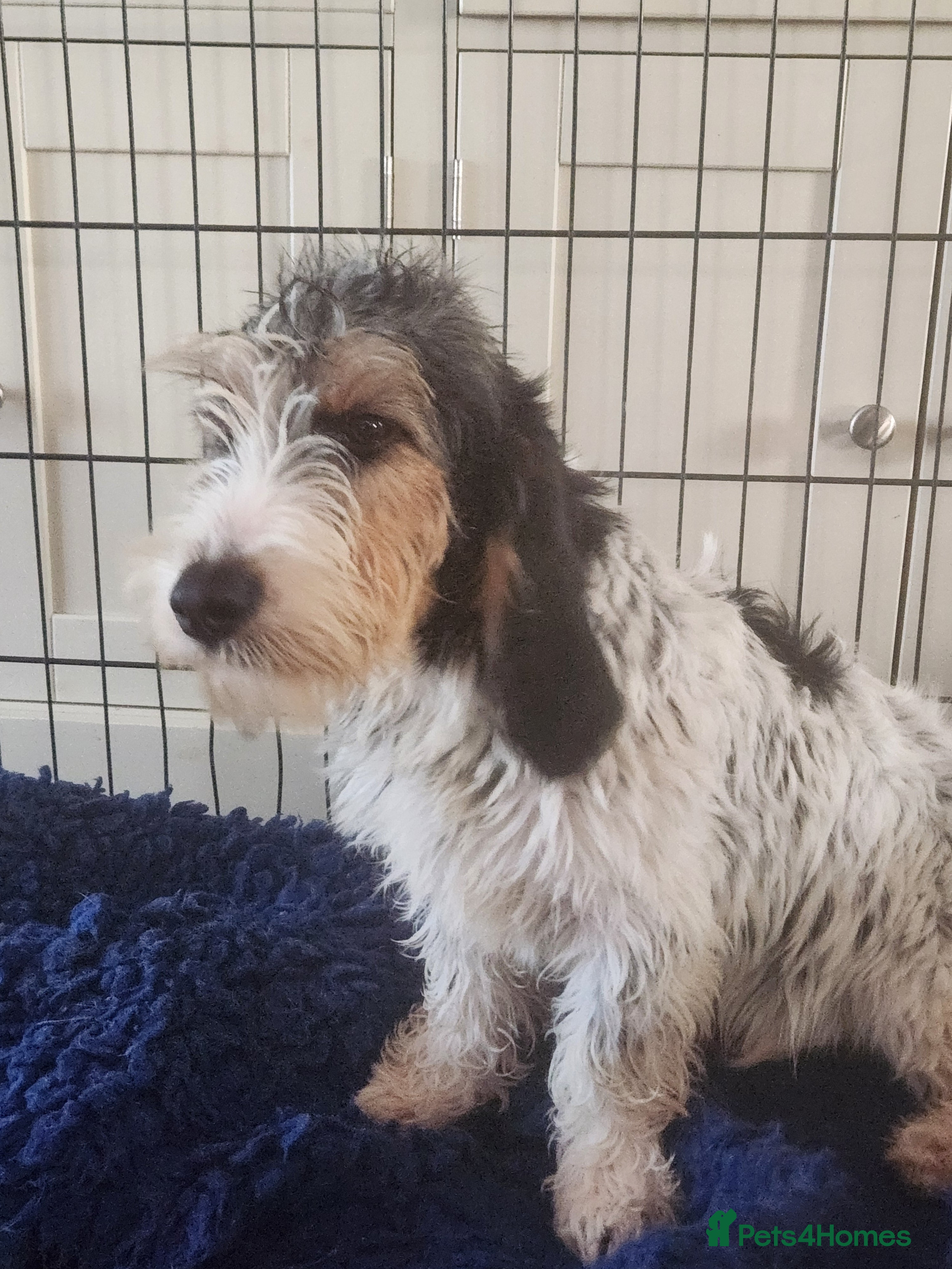 Basset Griffon Vendeen dogs Griffon grand bassets  - Advert 8