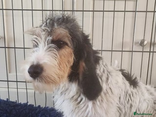 Basset Griffon Vendeen dogs Griffon grand bassets - Advert 8