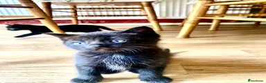 Mixed Breed Kitten 3