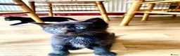 Mixed Breed cats for sale: 7 lovely kittens 4 chaps and 3 ladies - Advert 7