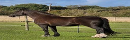 Welsh Section D horses for sale: Black Welsh Section D Gelding 14.3 in Ormskirk - Advert 2