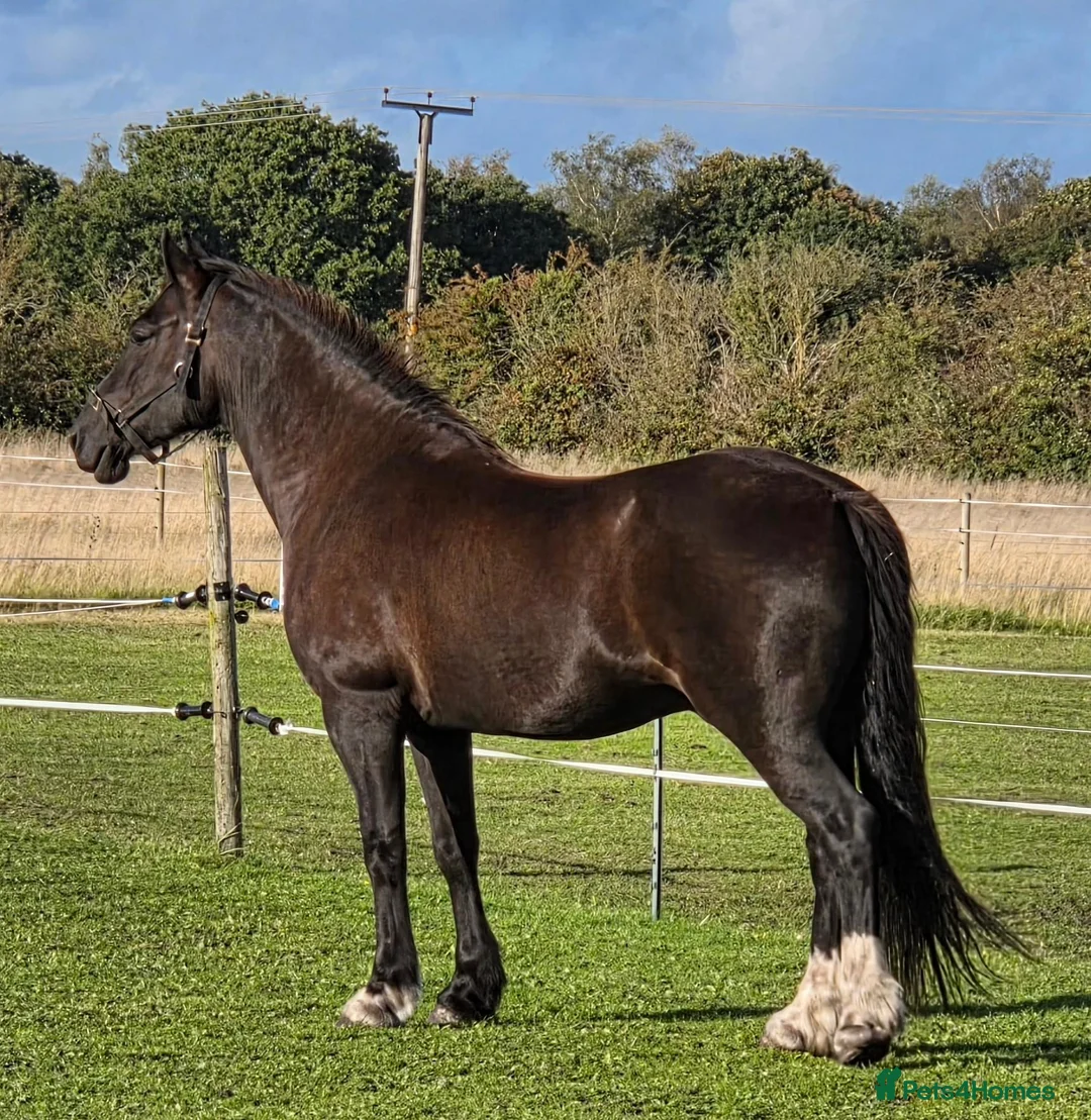Welsh Section D horses for sale: Black Welsh Section D Gelding 14.3 in Ormskirk - Advert 2