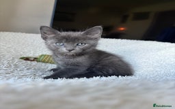 Ragdoll cats for sale: Male kittens  - Image 14