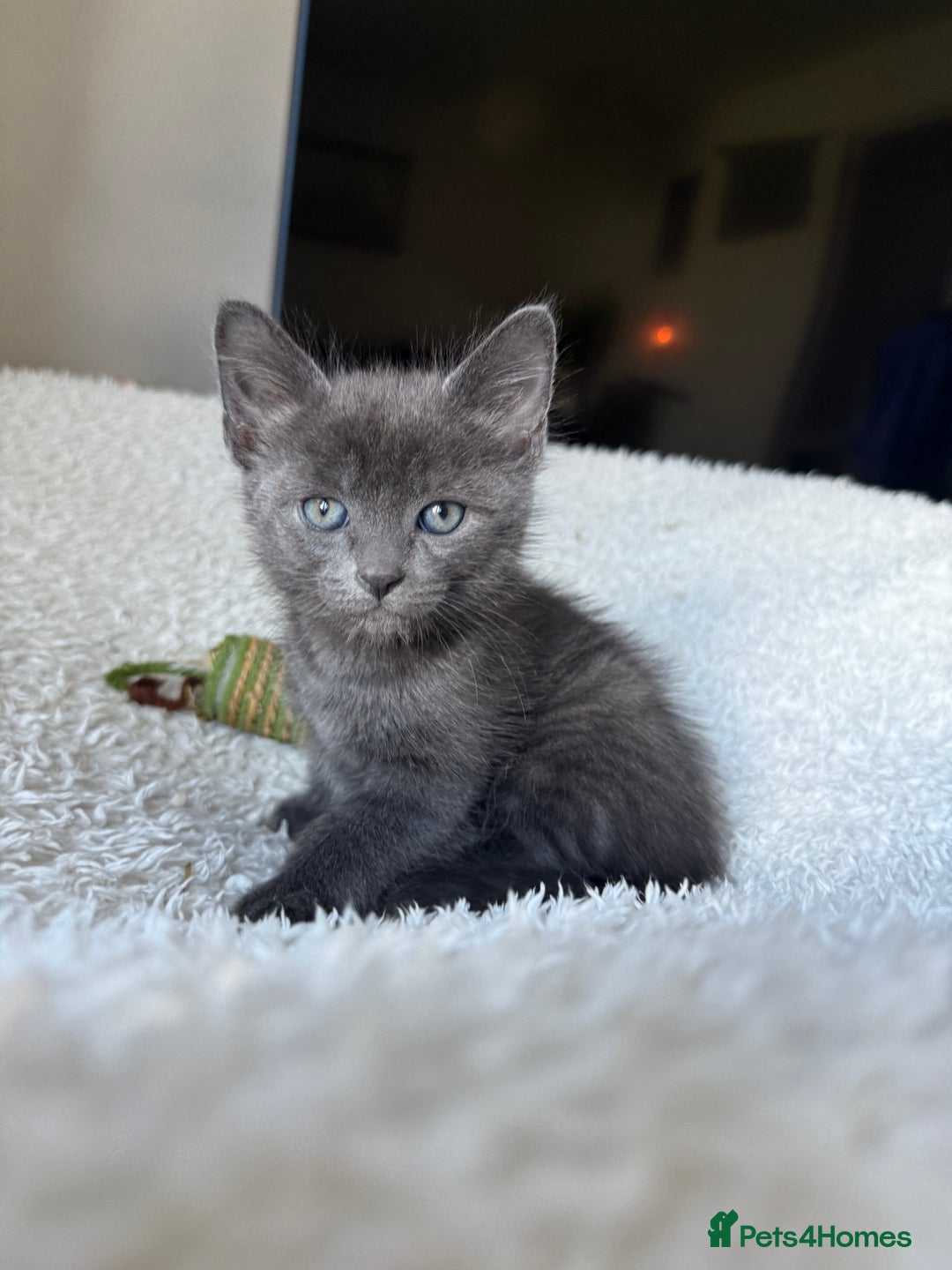 Ragdoll cats for sale: Male kittens  - Image 14