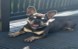 French Bulldog dogs for sale: Rojo and Isabella Merle Pups - Image 19