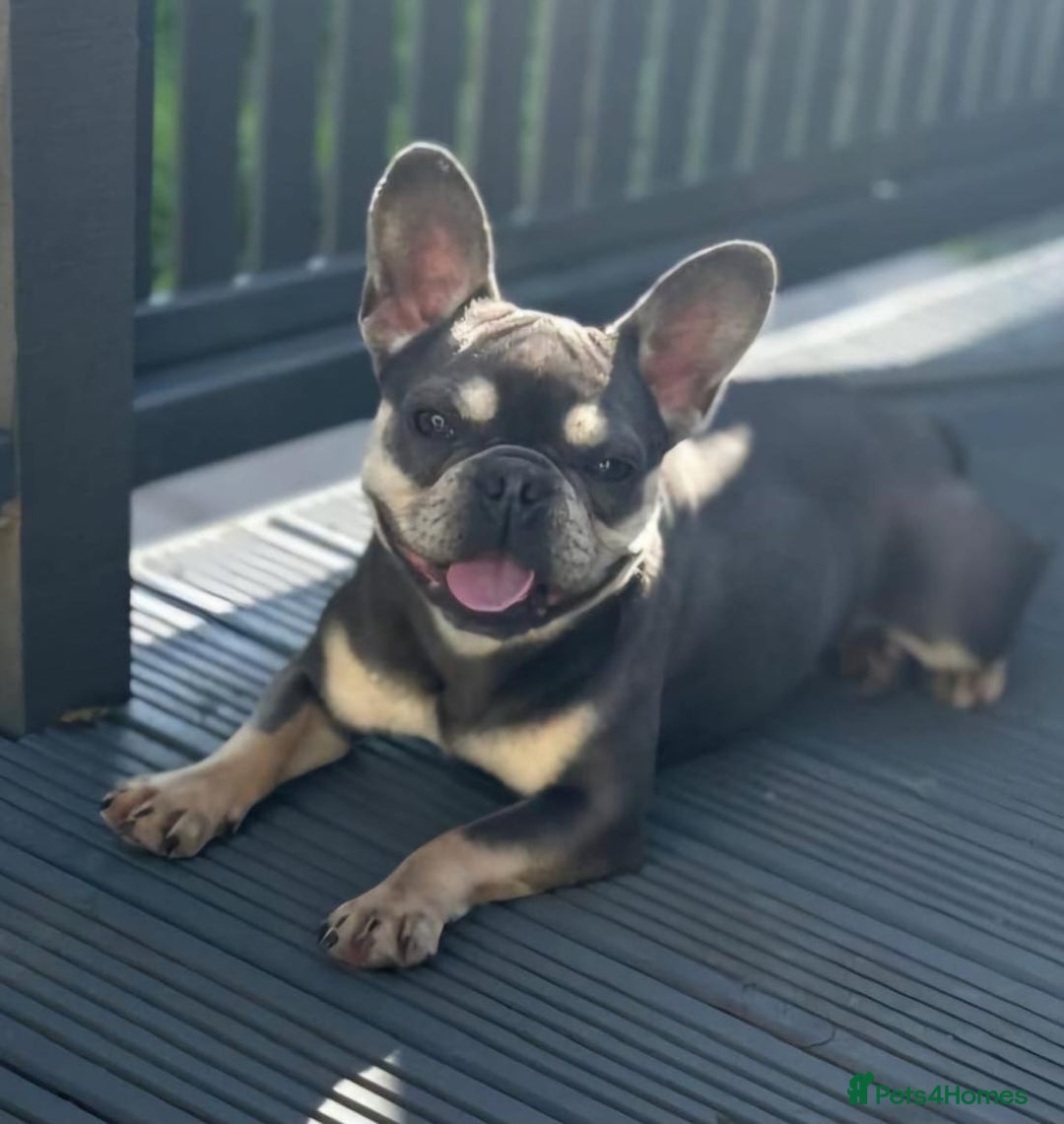 French Bulldog dogs for sale: Rojo and Isabella Merle Pups - Image 19
