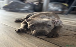 Staffordshire Bull Terrier dogs for sale: Blue Staffordshire bull terrier  - Image 4