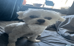 Maltese dogs for stud: Meet Miko! - Image 5