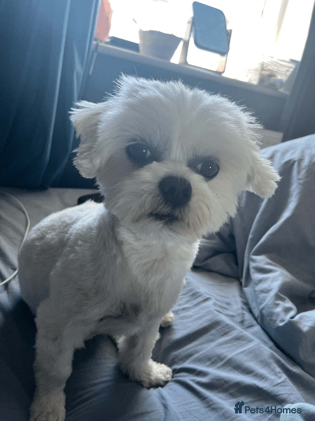 Maltese dogs for stud: Meet Miko! - Image 5