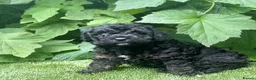 Cavapoochon dogs for sale: Cavapoo curly wurly puppies. 5* Council Reg’d - Advert 17