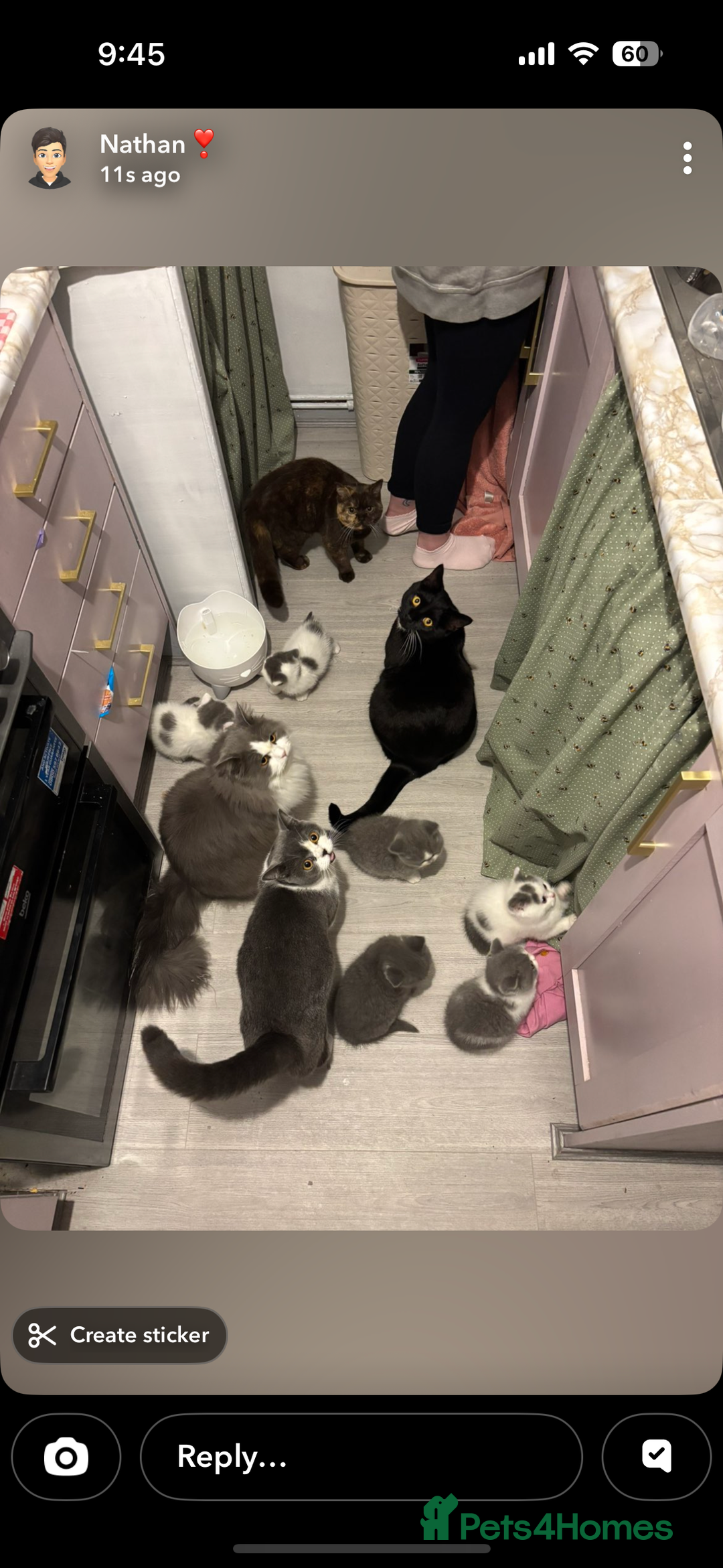 British Shorthair cats for sale: Ready now! 1 baby boy  - Advert 3