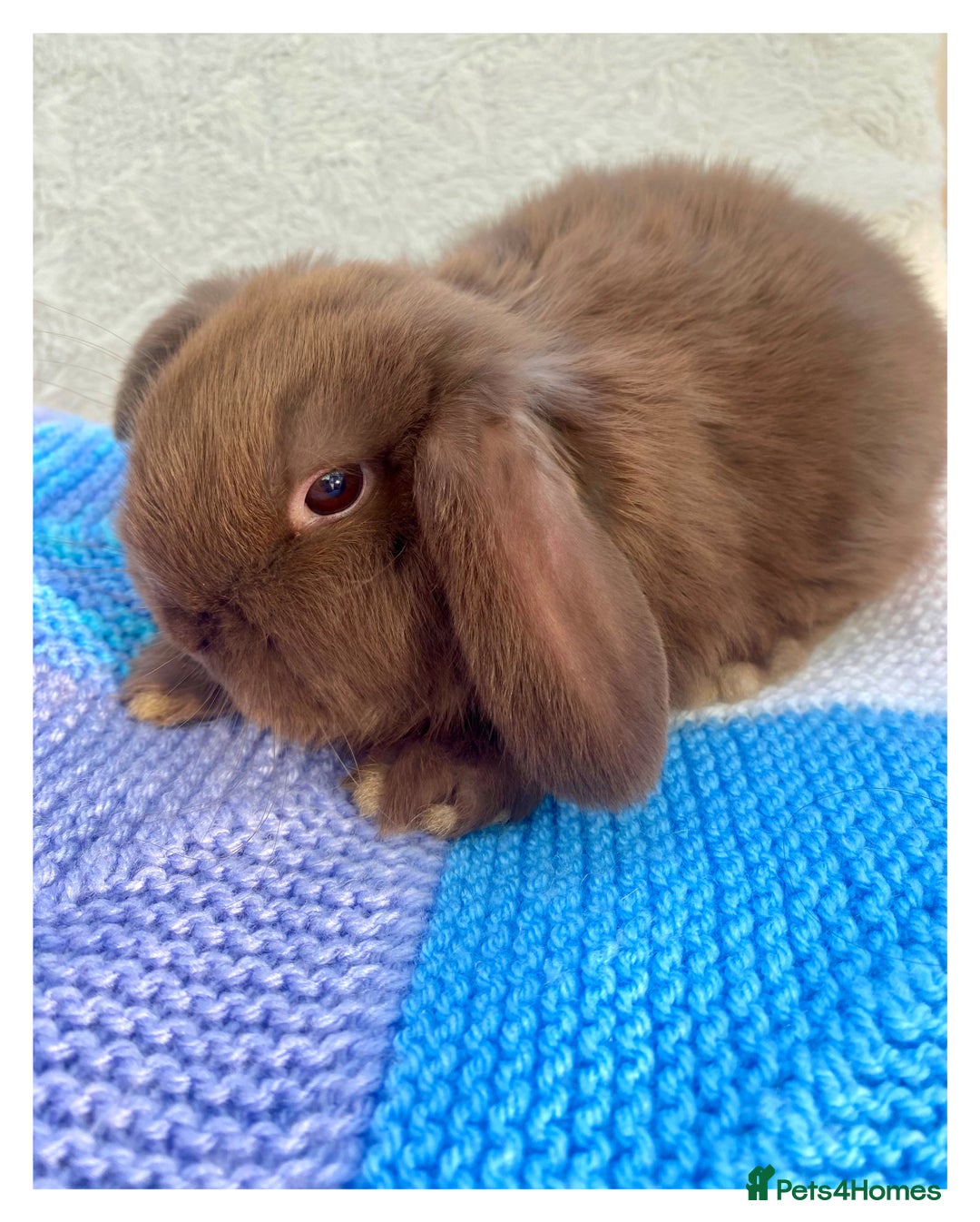 Mini Lop rabbits for sale: Pure bred Mini Lops - Advert 14