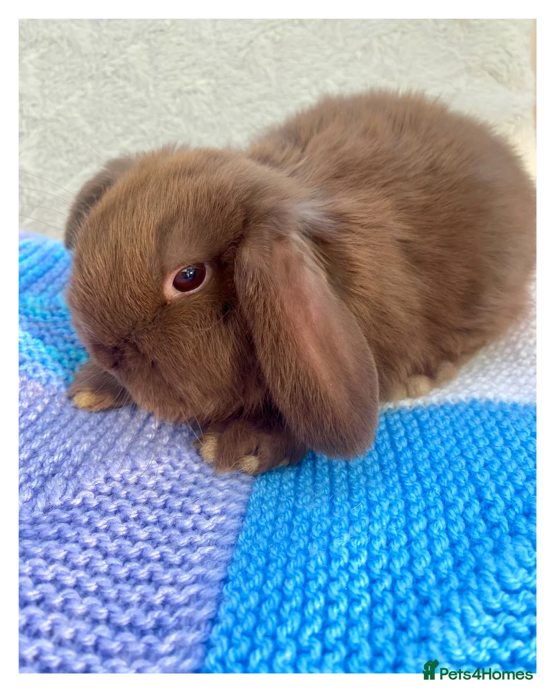 Mini Lop rabbits for sale: Pure bred Mini Lops - Advert 14