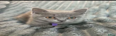 British Shorthair 4