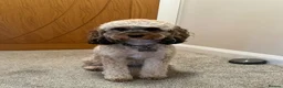 Cockapoo dogs for sale: 4 beautiful miniature F1b cockapoo puppies  in Ashford - Advert 10