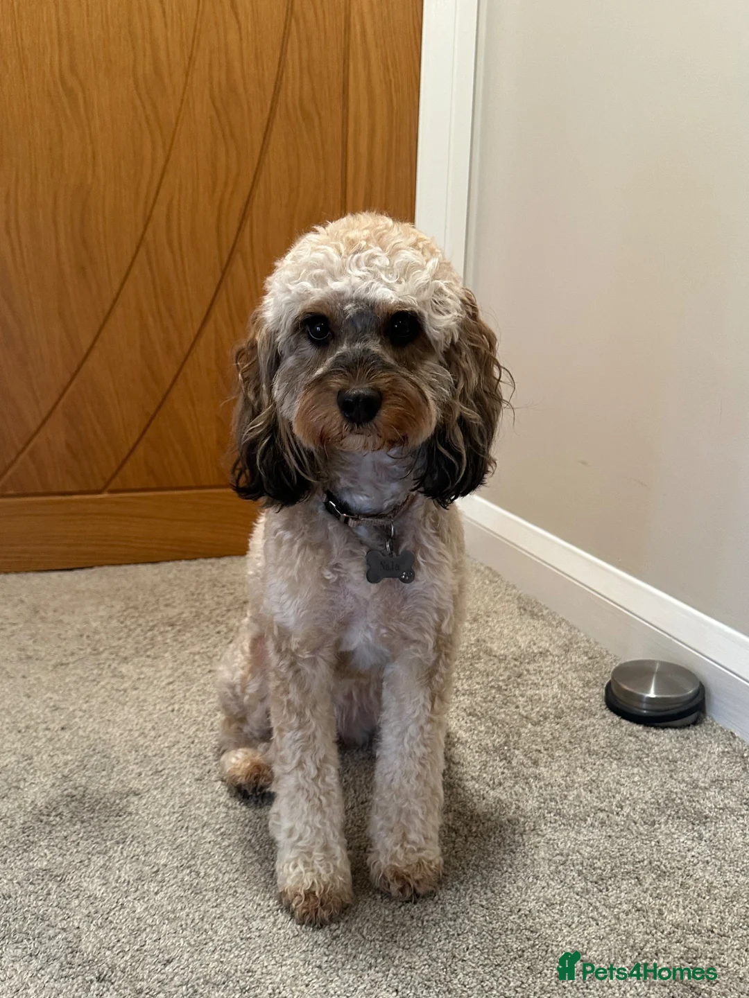 Cockapoo dogs for sale: 4 beautiful miniature F1b cockapoo puppies  in Ashford - Advert 10