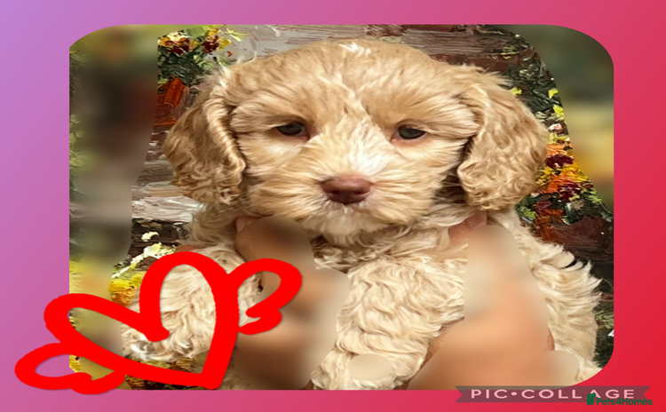Australian Labradoodle dogs - Advert 3