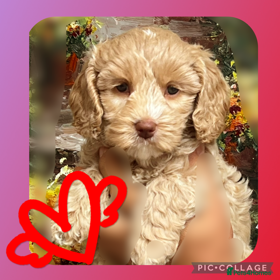 Australian Labradoodle dogs for sale: ♥️ 1 girl left ♥️ tiny tails , big hearts ♥️  - Image 3