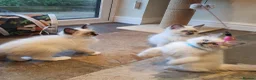 Ragdoll cats for sale: 💕Beautiful GCCF Registered Ragdoll Kittens. - Advert 3