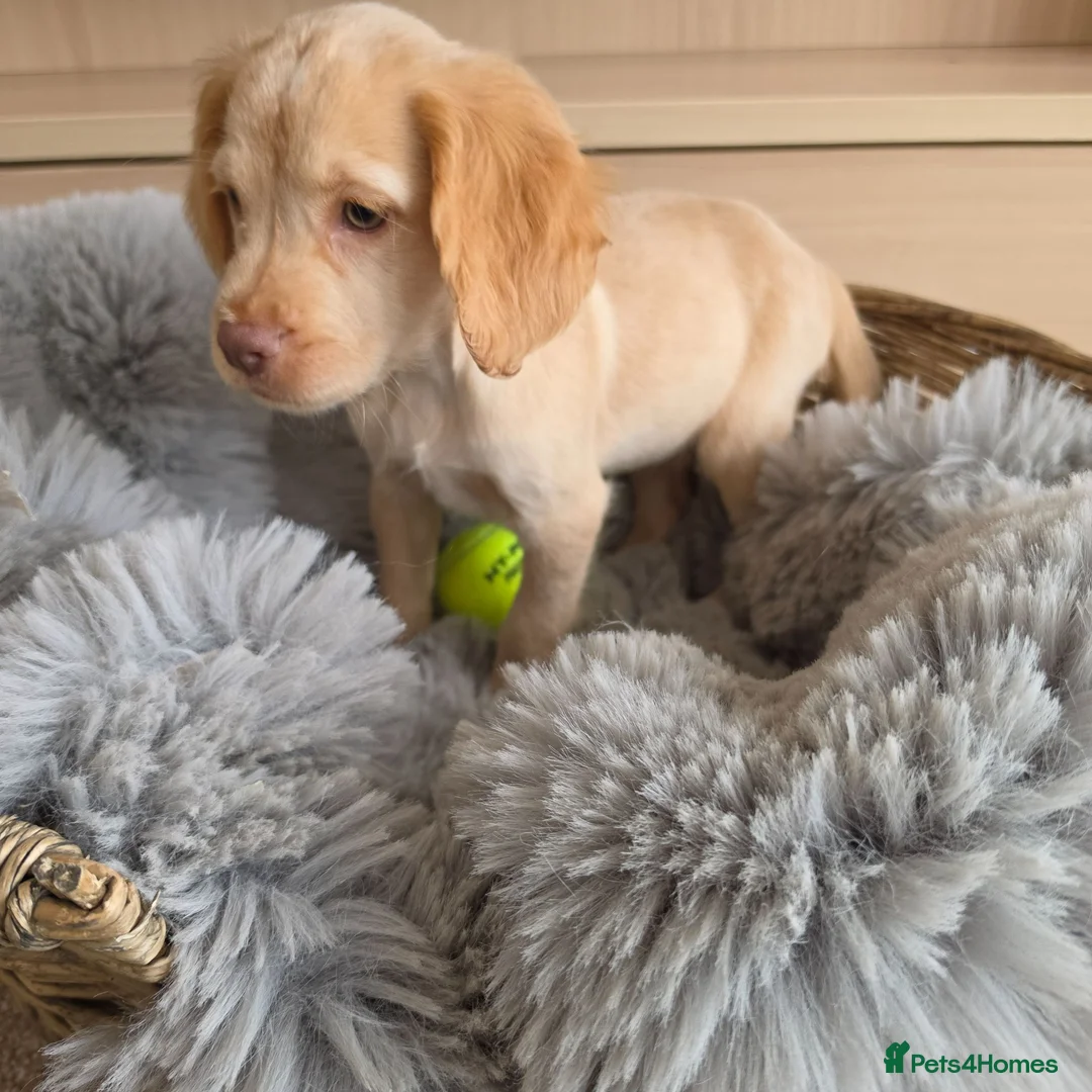 Cocker Spaniel dogs for sale: Working type Cocker spaniels- ready to leave now! - Advert 2