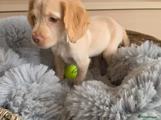 Cocker Spaniel dogs Working type Cocker spaniels- ready to leave now! - Advert 2