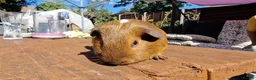 Guinea Pig rodents for sale: California x male 6m ip3 - Advert 1