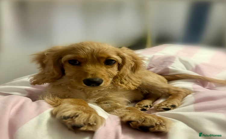 Cavapoo dogs - Advert 2