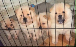 Chow Chow dogs for sale: Chow chow - Image 15