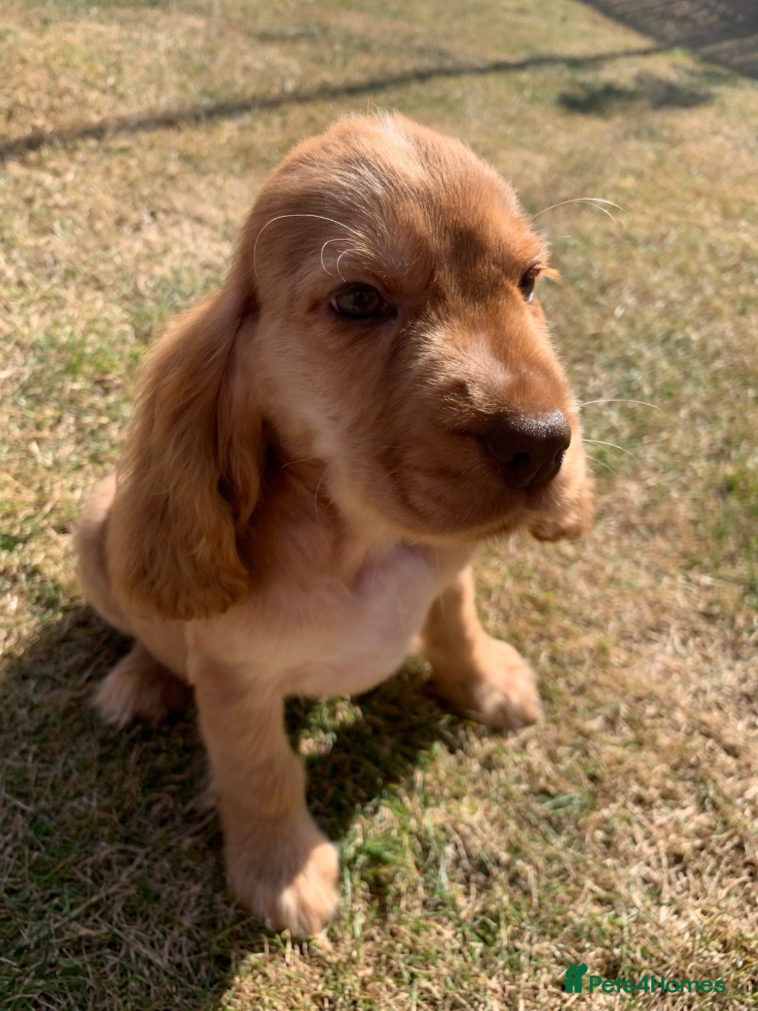 Cocker Spaniel dogs Show type cocker spaniel puppy’s  - Advert 1