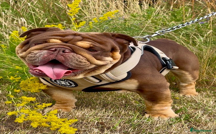 English Bulldog dogs in Southend-on-Sea - Advert 1