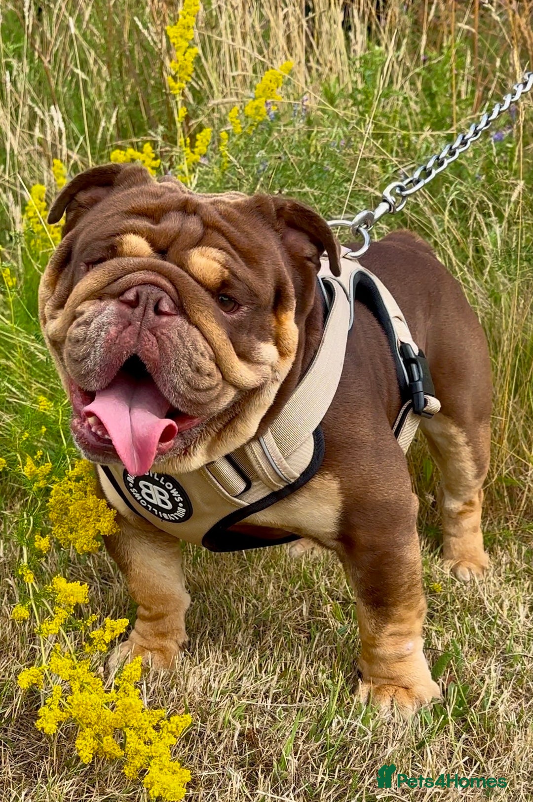 English Bulldog dogs for stud: 🍫🍫 CHOCOLATE & TAN BOY 🍫🍫 in Southend-on-Sea - Image 1