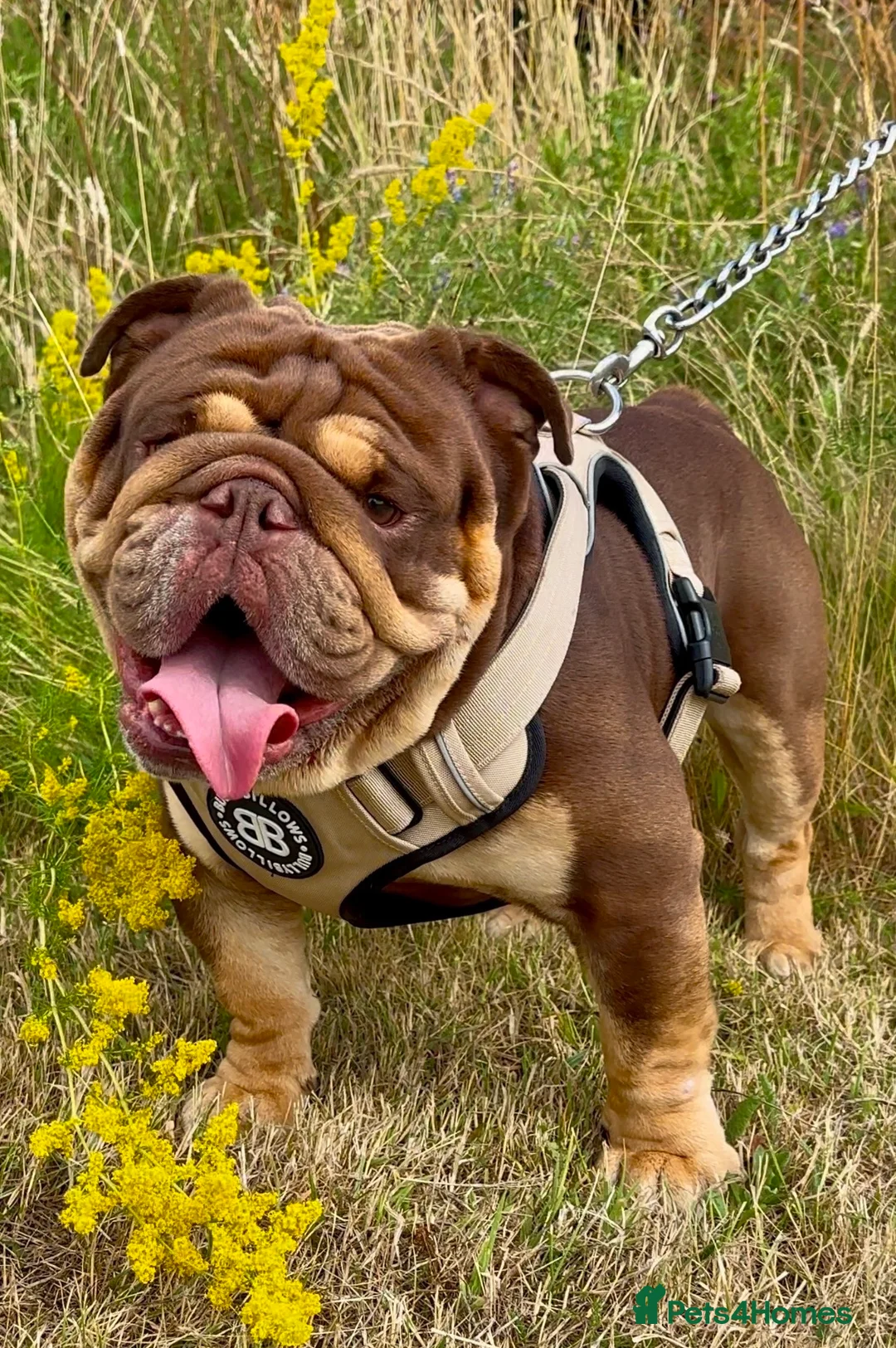 English Bulldog dogs for stud: 🍫🍫 CHOCOLATE & TAN BOY 🍫🍫 in Southend-on-Sea - Advert 1