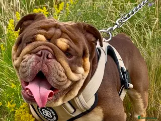 English Bulldog dogs 🍫🍫 CHOCOLATE & TAN BOY 🍫🍫 in Southend-on-Sea - Advert 4