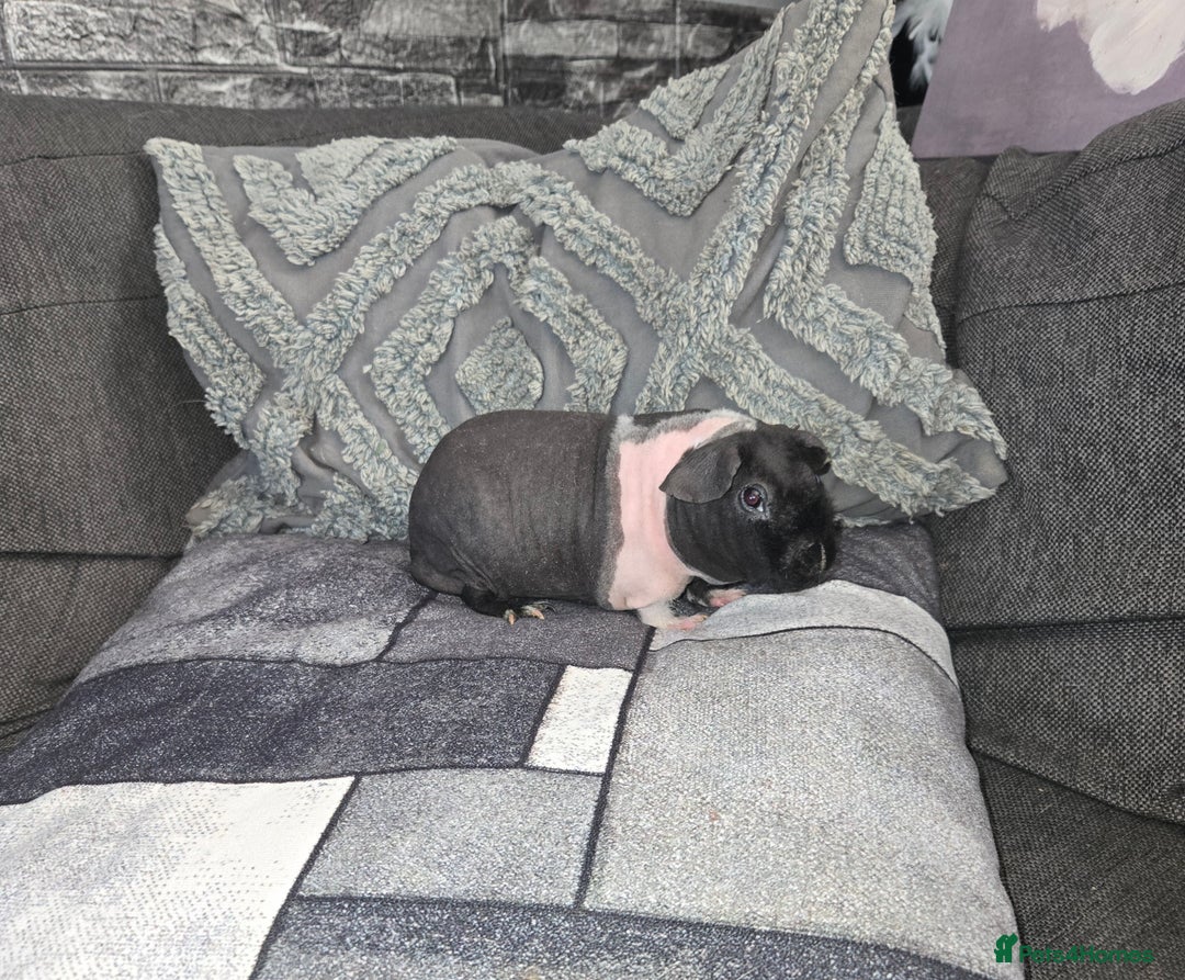 Guinea Pig rodents for sale: Friendly baby Skinny pig male - Advert 5