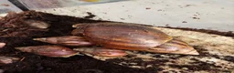 Snails invertebrates for sale: Giant African albino land snails  - Advert 8