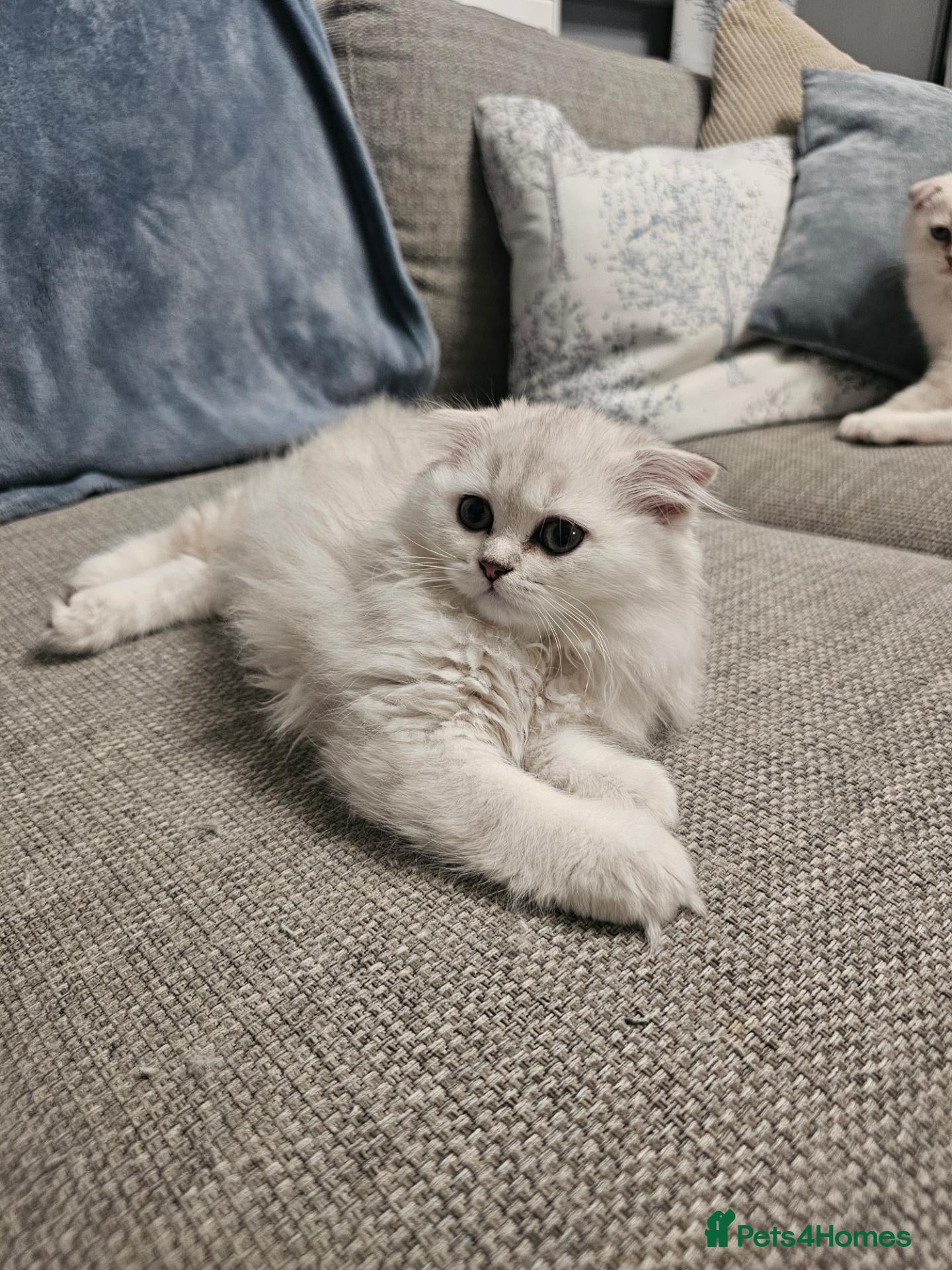 Scottish Fold cats Beautiful scottish fold babies ready now - Advert 2