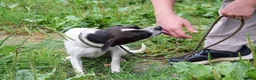 Mixed Breed dogs for adoption: Maya  in Newcastle upon Tyne - Advert 4