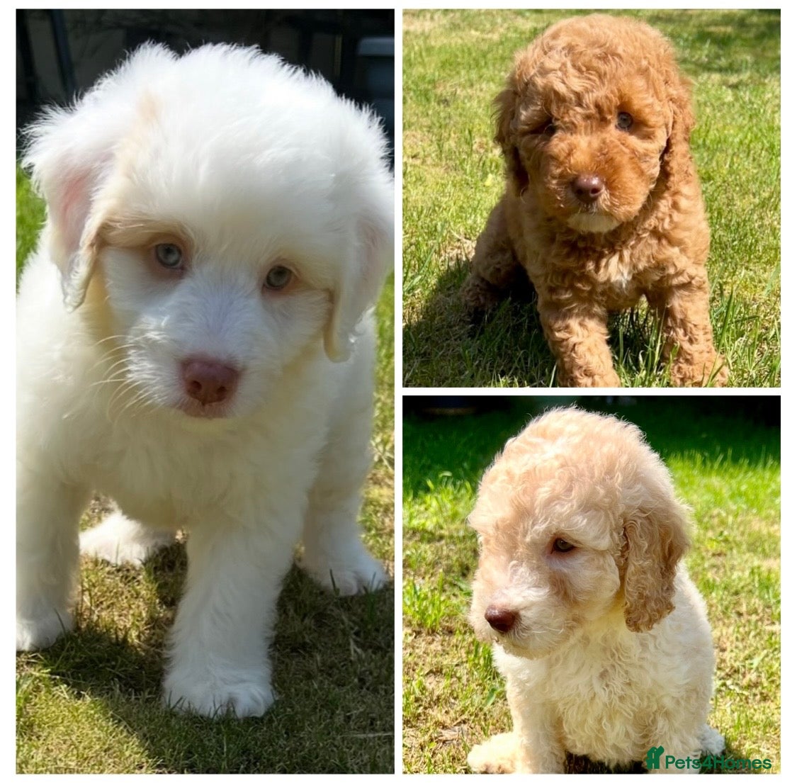 Labradoodle dogs READY NOW! Labradoodles F1b Health tested parents  - Advert 2