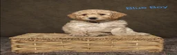 Cockapoo dogs for sale: Beautiful F1 Cockapoo Puppies  - Advert 4