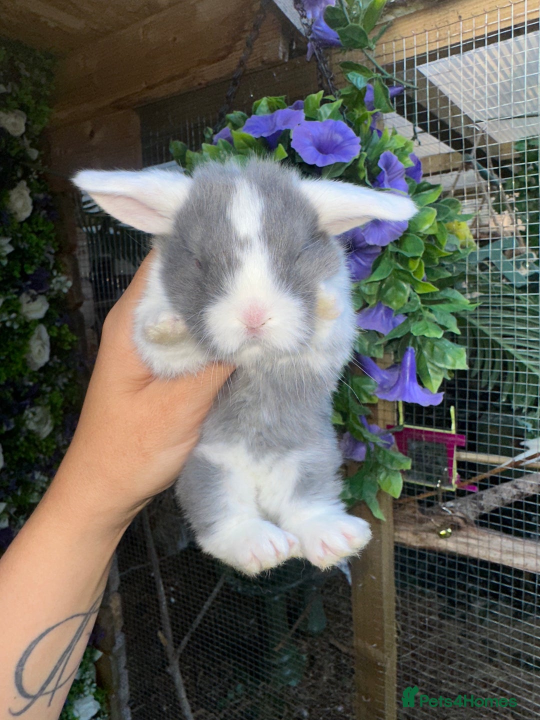 Mini Lop rabbits for sale: Cutest Baby Mini Lop Bunny’s  - Image 2