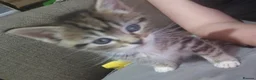 Mixed Breed cats for sale: tabby kittens  - Advert 4