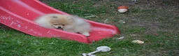 Pomeranian dogs for sale: Bentley – Beautiful Silver-Toned Pomeranian Boy 🐾 - Advert 7