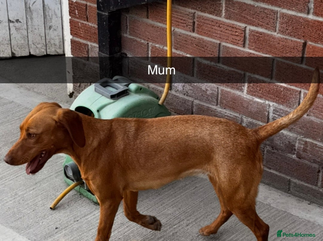 Mixed Breed dogs for sale: Beautiful Sprizla Puppies  - Image 19