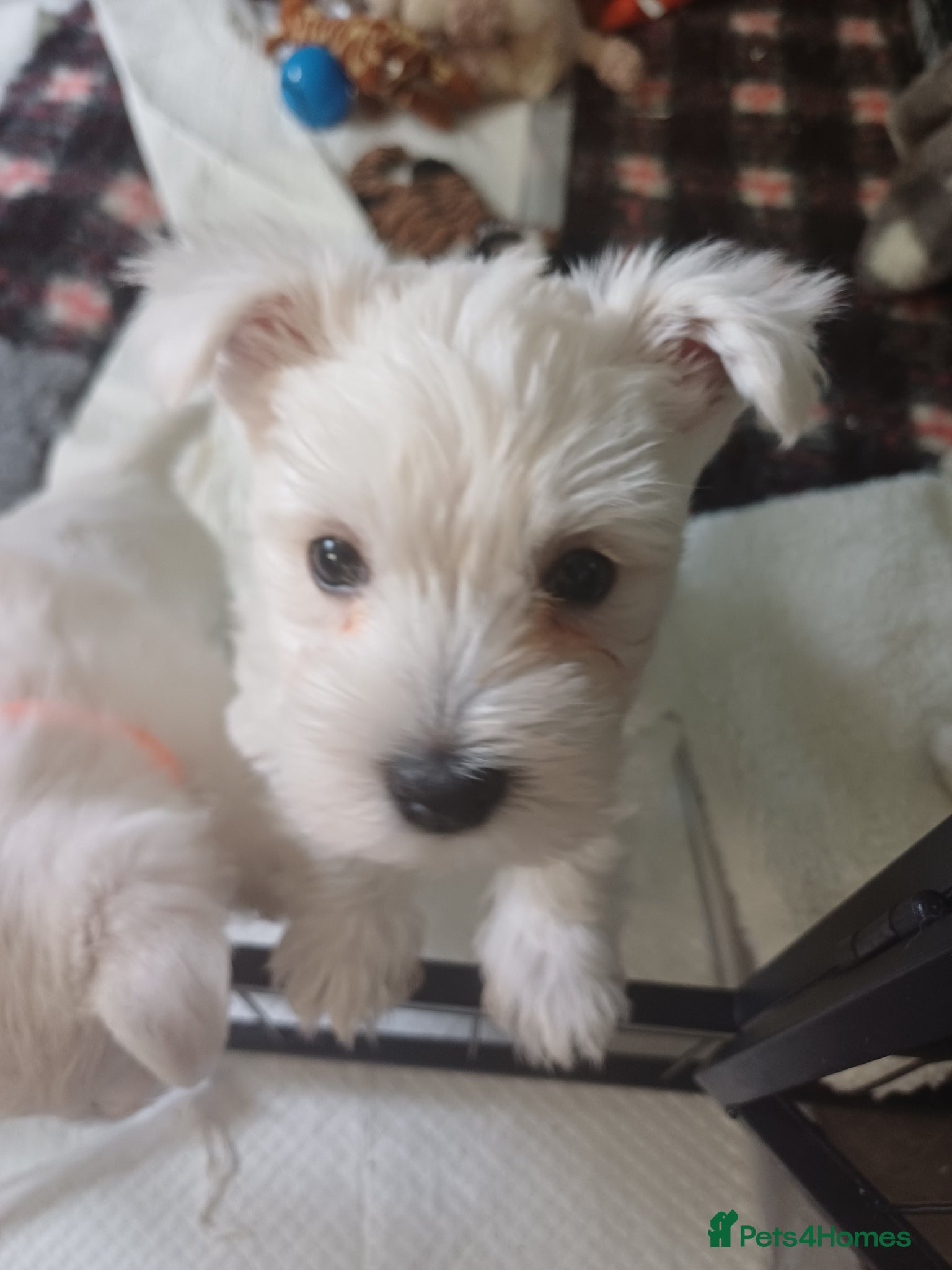 West Highland Terrier dogs Kc registered male pups - Advert 1