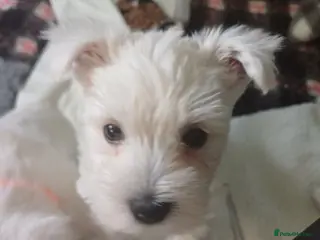 West Highland Terrier dogs Kc registered male pups - Advert 1