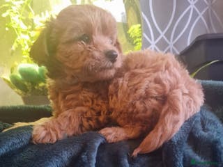 Chipoo dogs Asian chipoo last female - Advert 2