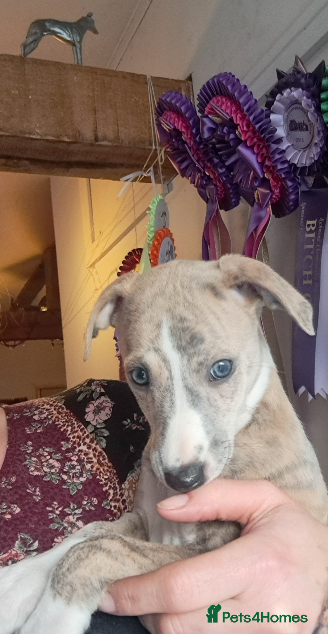 Whippet dogs 1 Beautiful male KC Reg Whippet Puppy - Advert 1